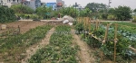 Bán đất đấu giá hội phụ- phân lô- vỉa hè- oto tránh - hàng xóm vinhome cổ loa-