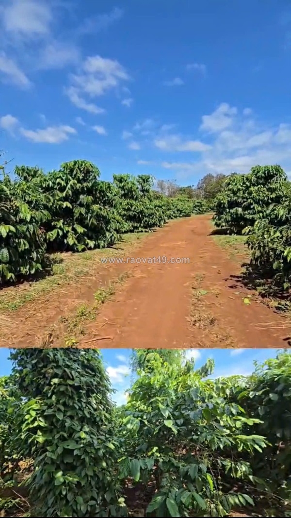 ~/Img/2025/12/chuyen-nhuong-vuon-ca-phe-dang-khai-thac-dien-tich-7ha-gia-lai-01.jpg