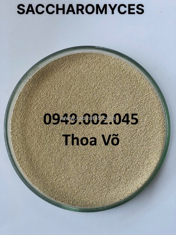 ~/Img/2025/12/saccharomyces-cerevisiae-tang-suc-khoe-duong-ruot-tom-ca-02.jpg