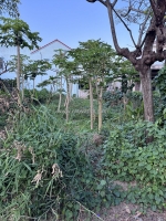 Bán đất mặt tiền trần nhân tông cẩm thanh, 200m², trục du lịch hội an, giá 6,5