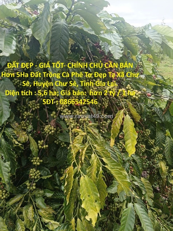 ~/Img/2026/1/dat-dep-gia-tot-chinh-chu-can-ban-hon-5ha-dat-trong-ca-phe-to-dep-tai-xa-chu-01.jpg