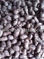 Cung cấp giống khoai môn cao chỉ tím 093729133 ms.hằng