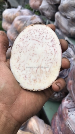 Cung cấp giống khoai môn cao chỉ tím 093729133 ms.hằng