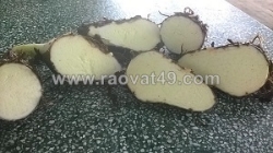 Cung cấp giống khoai môn sáp ruột vàng 0937392133 ms.hằng