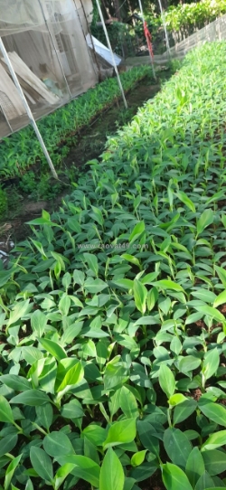 Giống chuối sứ, chuối sáp và chuối già nam mỹ 0937392133