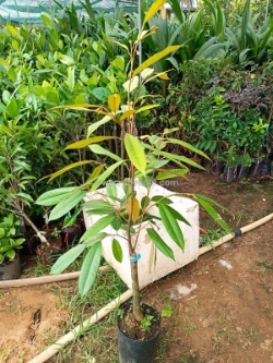 Giống sầu riêng ri6, thái và black thron 0937392133 ms.hằng