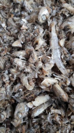 Bán đầu cá cơm khô và cá lạt số lượng lớn 0937392133 ms.hằng