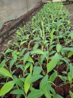 Giống chuối xiêm, chuối sáp và già nam mỹ cấy mô 0937392133 ms.hằng