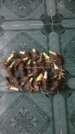Giống khoai môn sáp ruột vàng 0937392133 ms.hằng