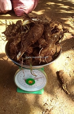 Giống khoai môn sáp ruột vàng 0937392133 ms.hằng