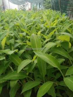 Giống chuối cấy mô số lượng lớn 0937392133 ms.hằng