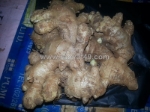 Chuyên cung cấp gừng giống cao sản số lượng lớn 0937392133 ms.hằng