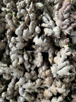 Chuyên cung cấp gừng giống cao sản số lượng lớn 0937392133 ms.hằng