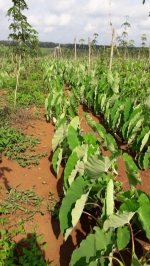 Giống khoai môn, khoai sáp, khoai sọ 0937392133 ms.hằng