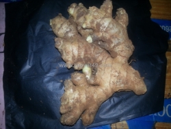 Điểm bán gừng trâu giống số lượng lớn 0937392133 ms.hằng