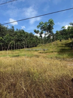 Bán 1,6 ha cao su – xã tân thành,huyện bù đốp, bình phước