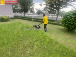 Dịch vụ dọn cỏ nhanh gọn của công ty phú quôc dragon