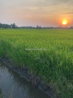 Hot hot - cần bán lô đất tại xã tân nhựt, bình chánh, hcm (xã tân nhựt, tp.hcm