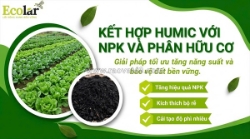 Bí quyết kết hợp phân bón hữu cơ, npk và humic tối ưu