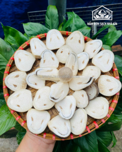 Kỹ thuật trồng nấm rơm mô hình nhà kín giúp nâng cao hiệu quả sản xuất