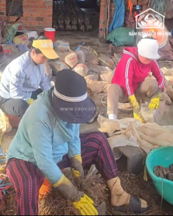 Trồng nấm rơm có phải là hướng khởi nghiệp tiềm năng?